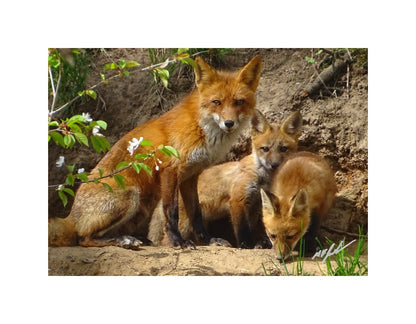 Red Fox Family