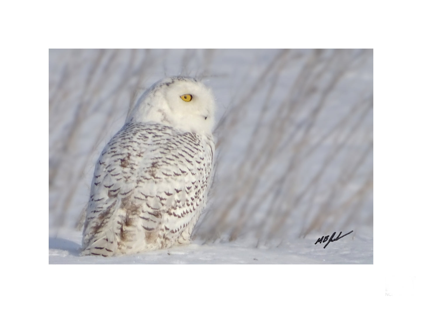 Snowy Owl In Fallow Field