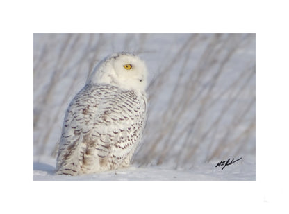 Snowy Owl In Fallow Field