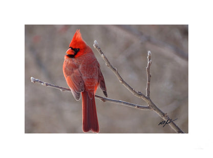 Northern Cardinal (male) Left facing