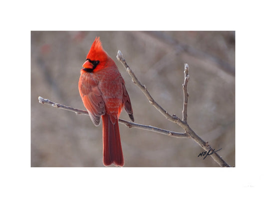 Northern Cardinal (male) Left facing