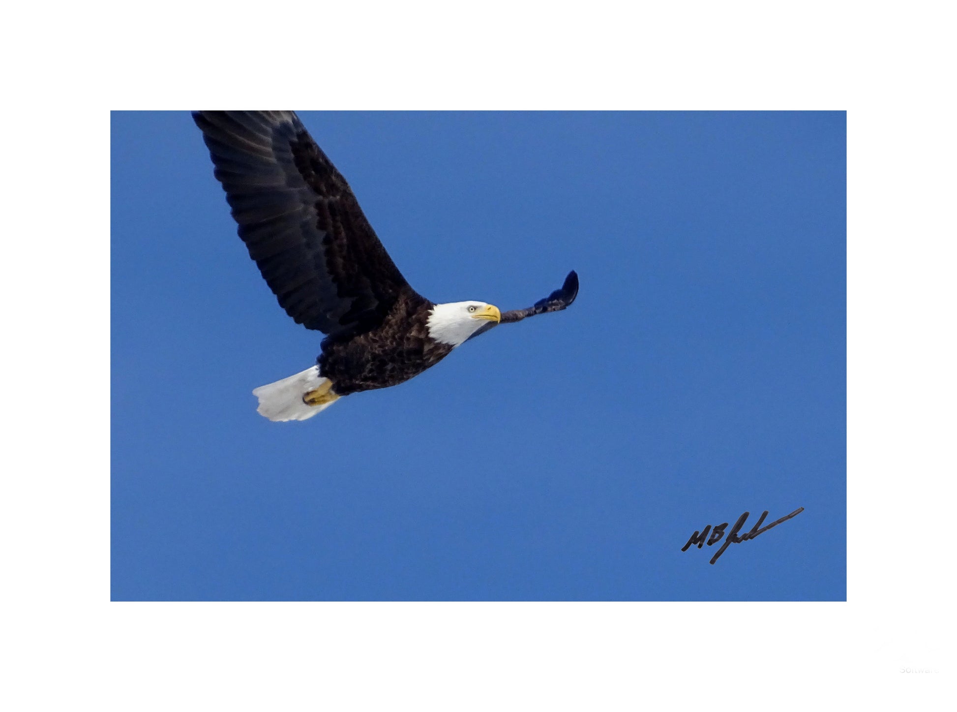 Bald Eagel Over Lake Gibson