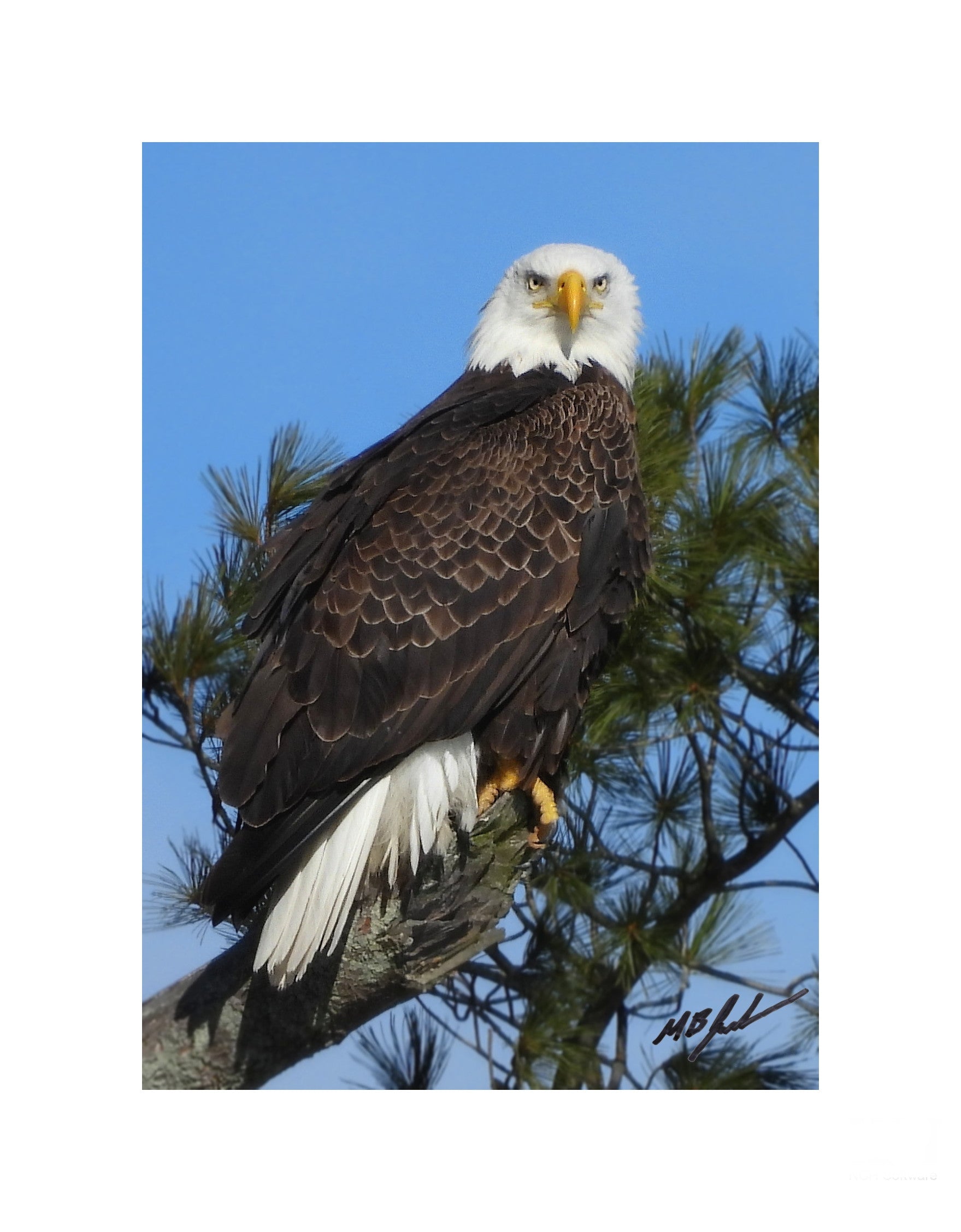Bald Eagle ( breeding male )