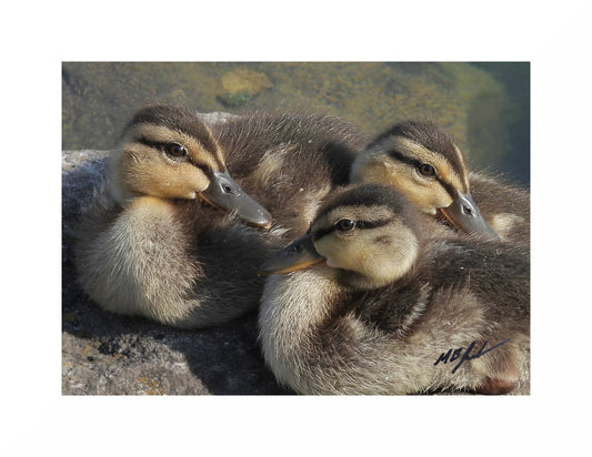 Photograph of Mallard Ducklings