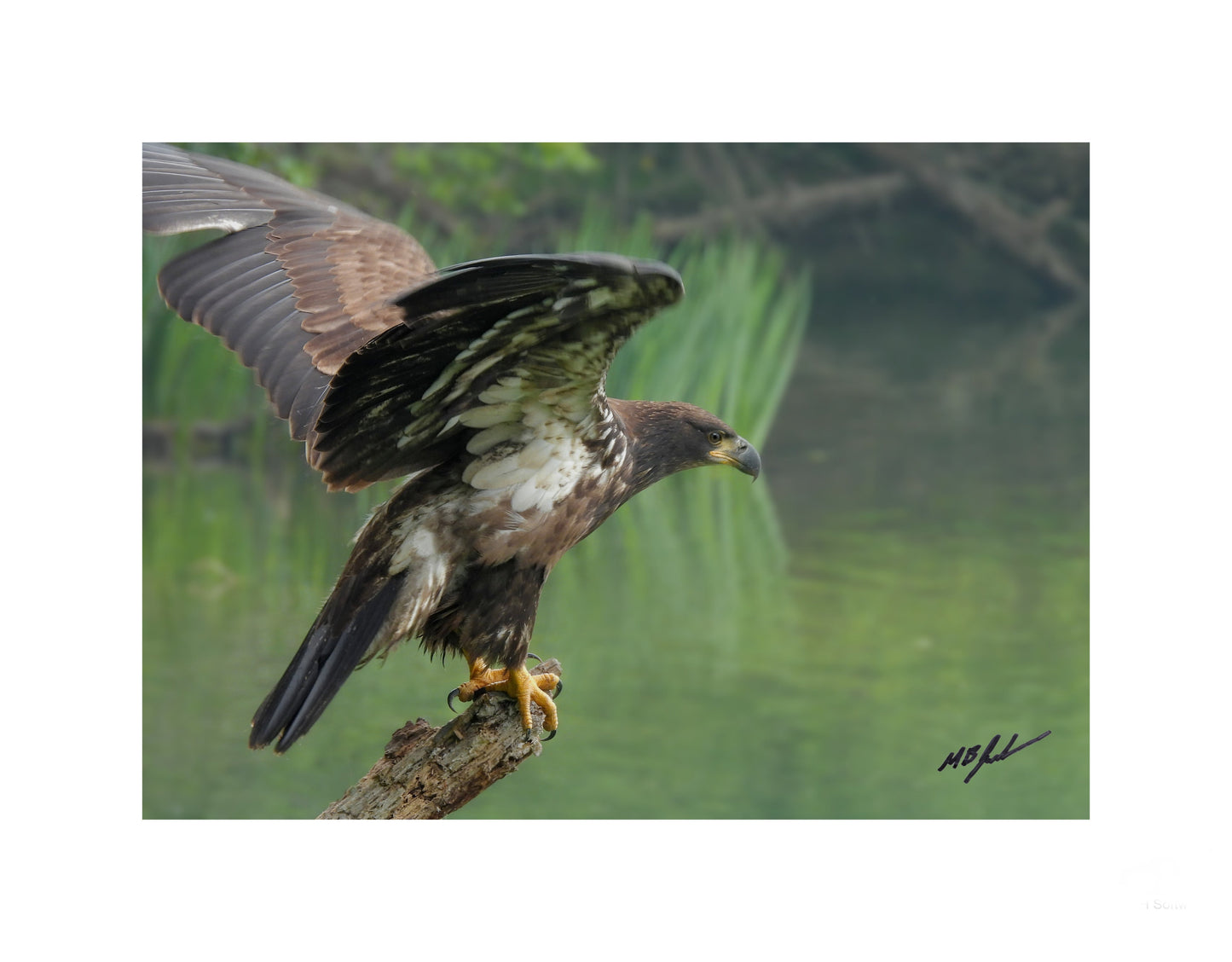 Bald Eagle Fledgling on Lake Shore