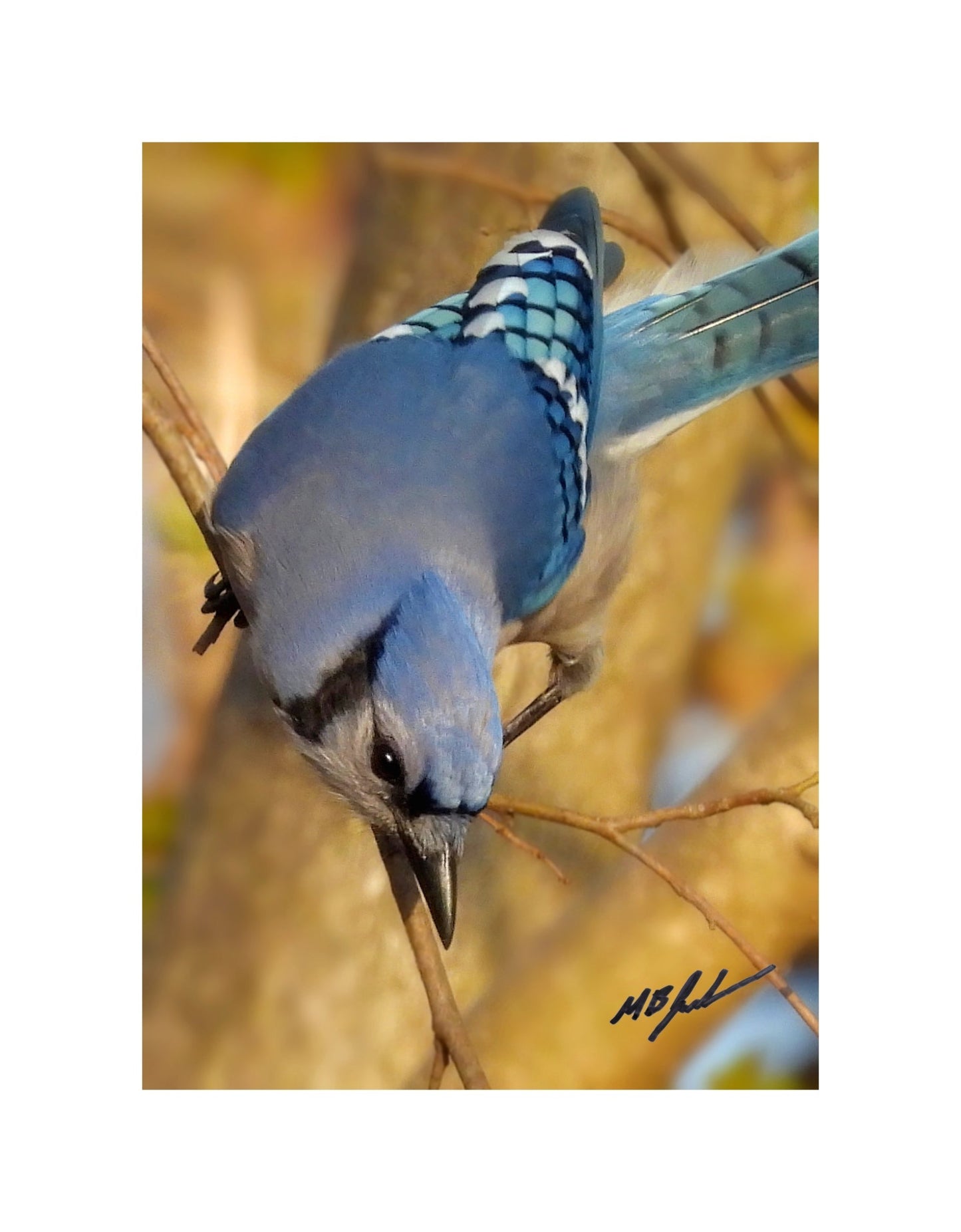 Blue Jay - Green Ribbon Trail
