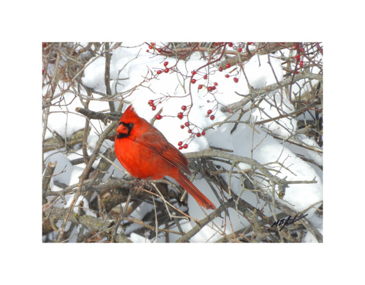 Northern Cardinal In the Snow