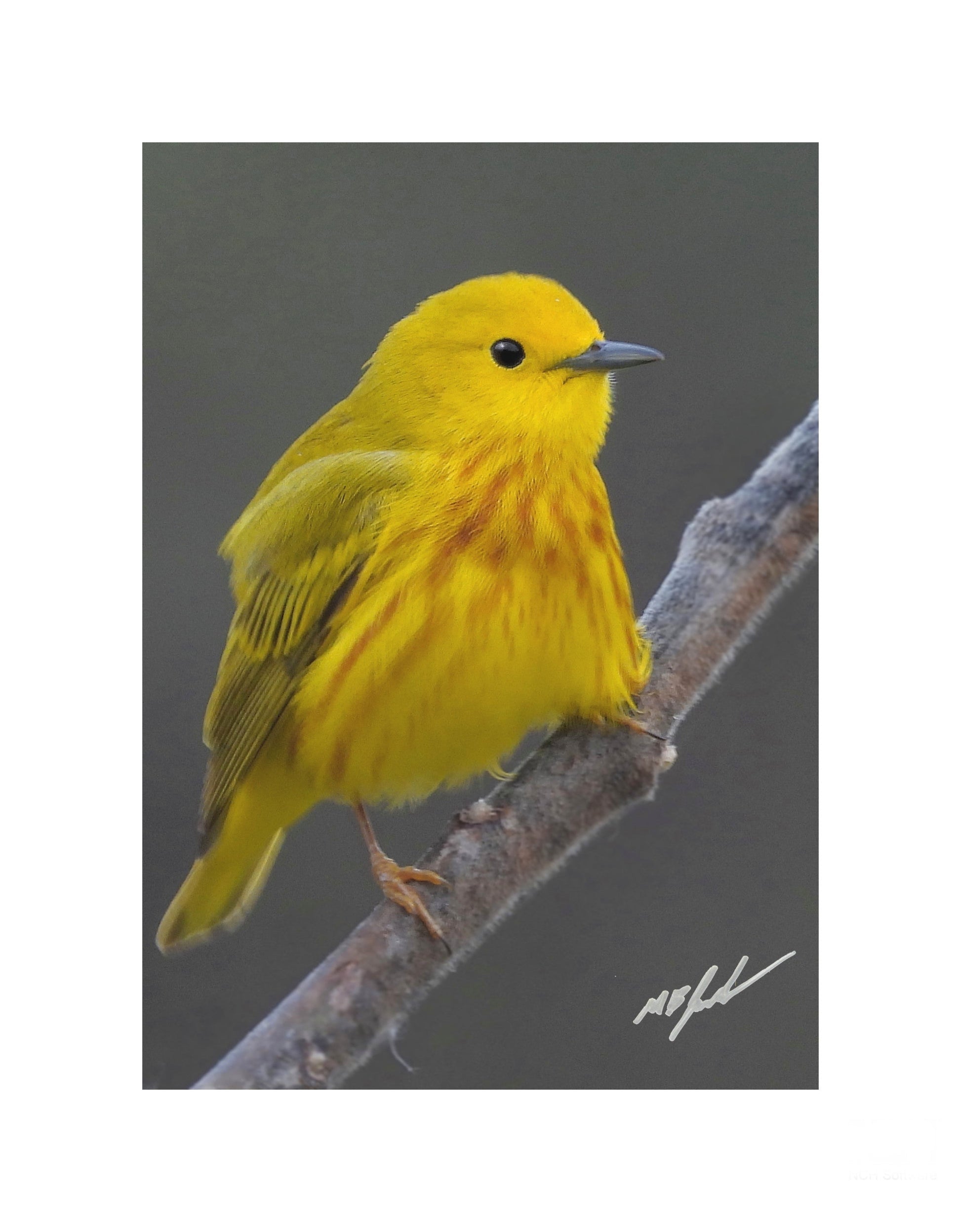 Yellow Warbler