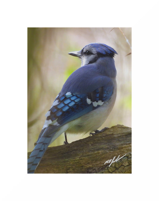Photograph of a Blue Jay