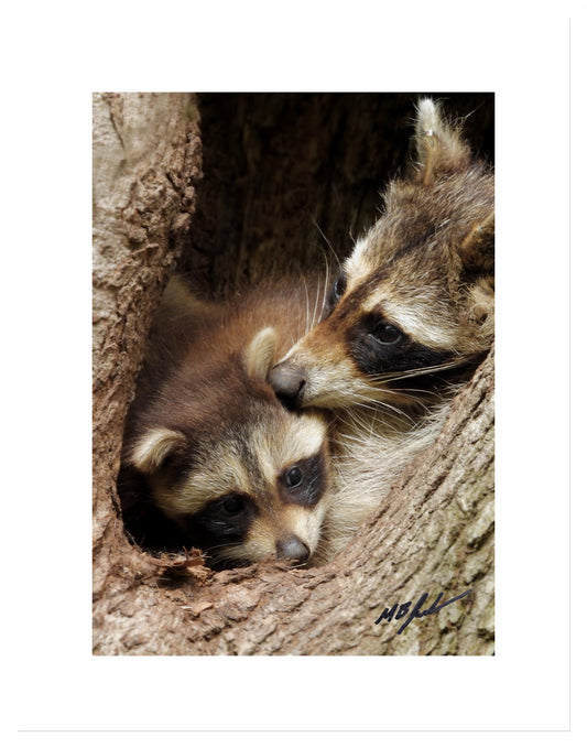 Photograph of Mom and Baby Raccoon