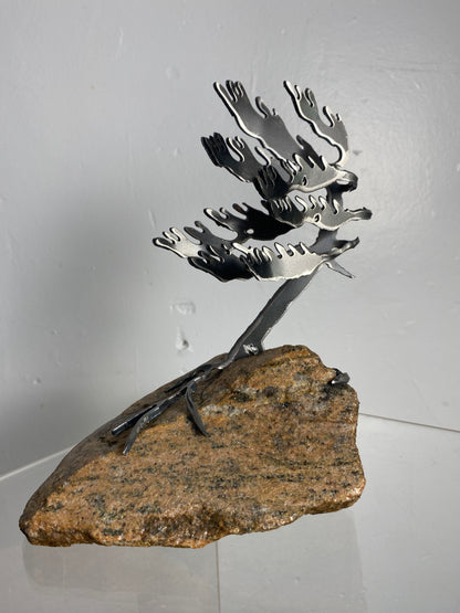 Cathy Mark – Windswept Pine on Granite
