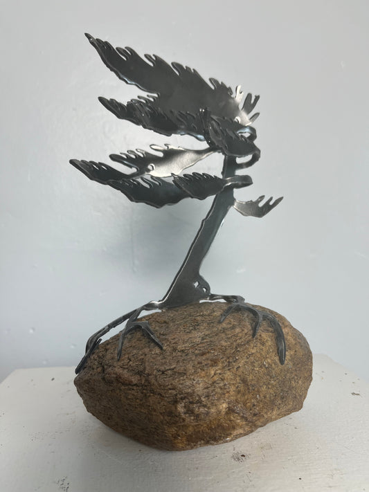 Cathy mark windswept tree on stone 