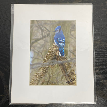 Forest Bluejay