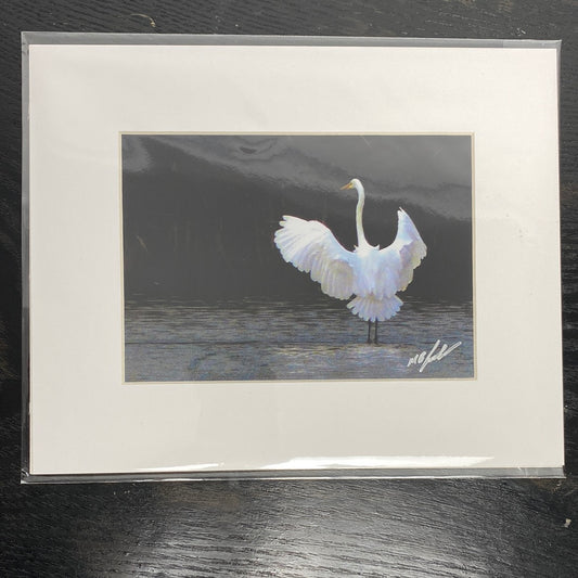 American Egret - Rear Wings