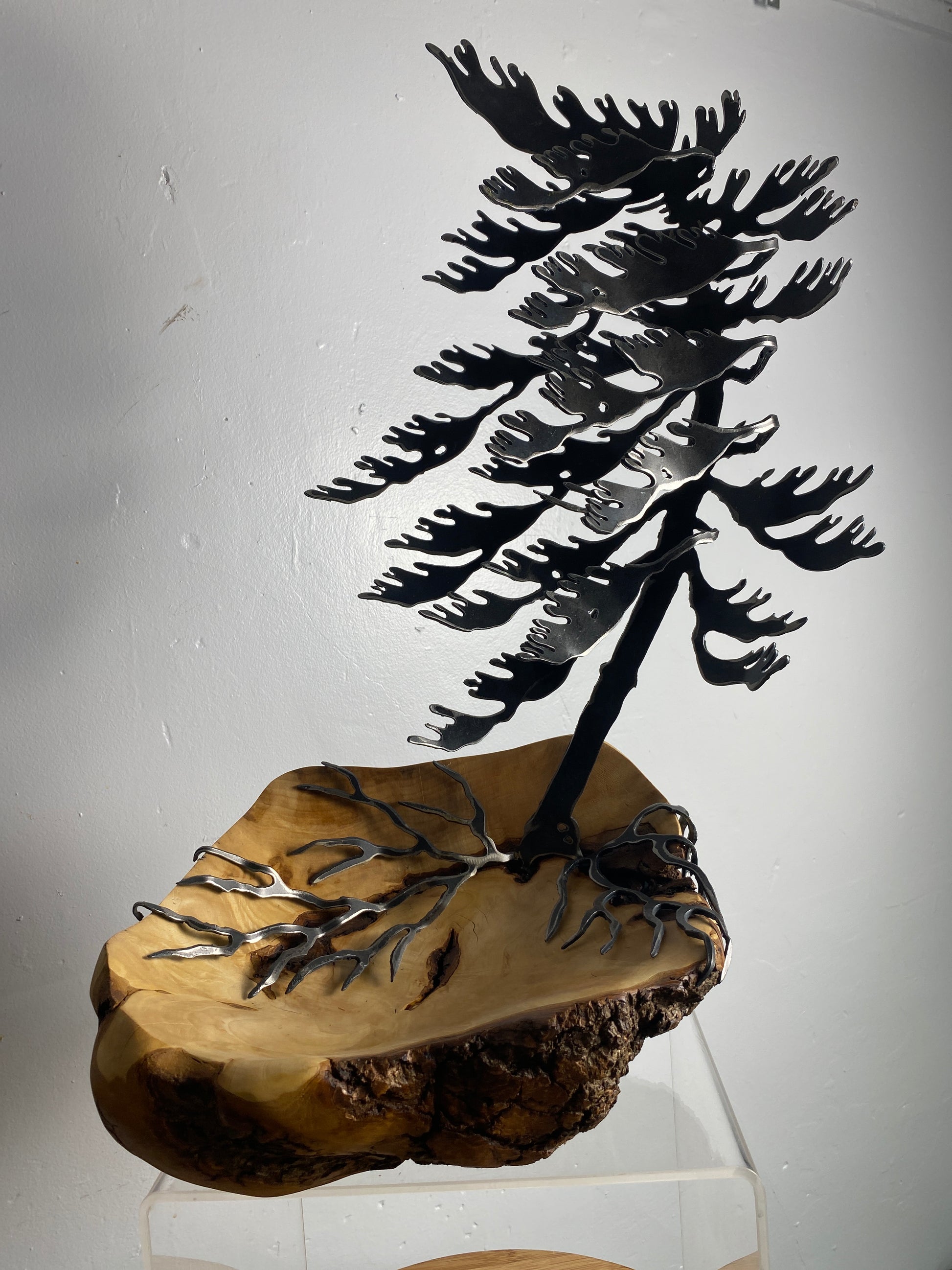 Windswept Pine Steel Sculpture on Maple Burl by Canadian Artist Cathy Mark #4