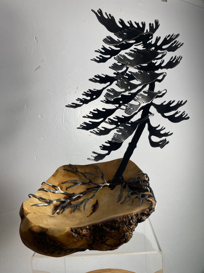 Windswept Pine Steel Sculpture on Maple Burl by Canadian Artist Cathy Mark #4