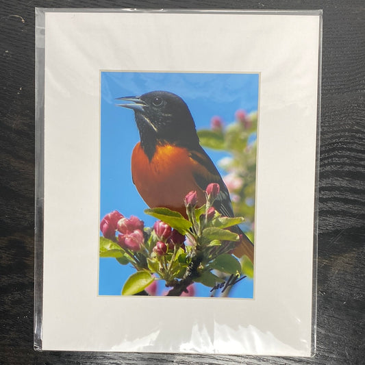 Northern Oriole (Male)