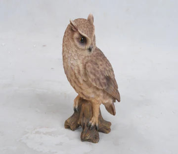 Screech Owl on Stump