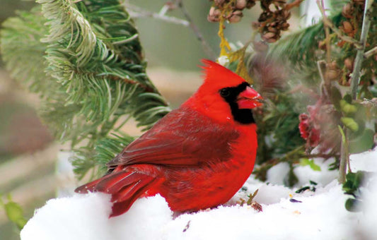 Male Cardinal Art Card - Artist Donna Tolmie