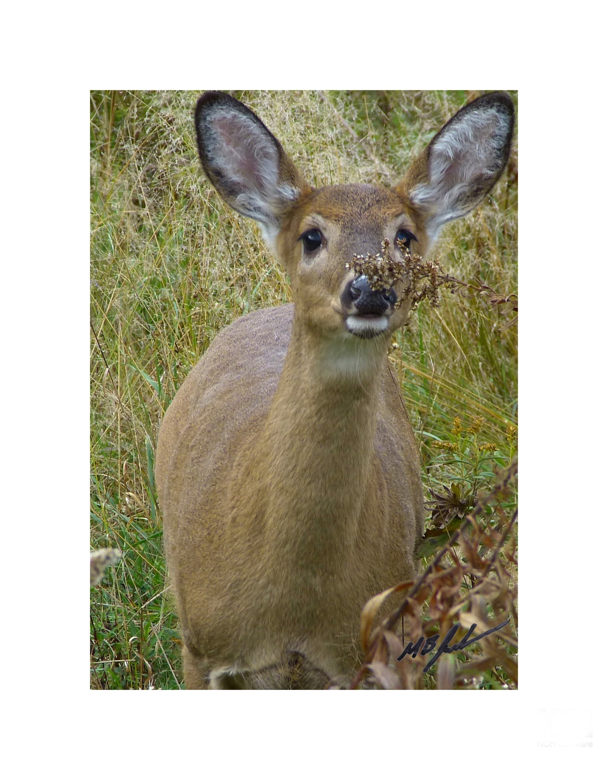 Young White-tailed Deer photo