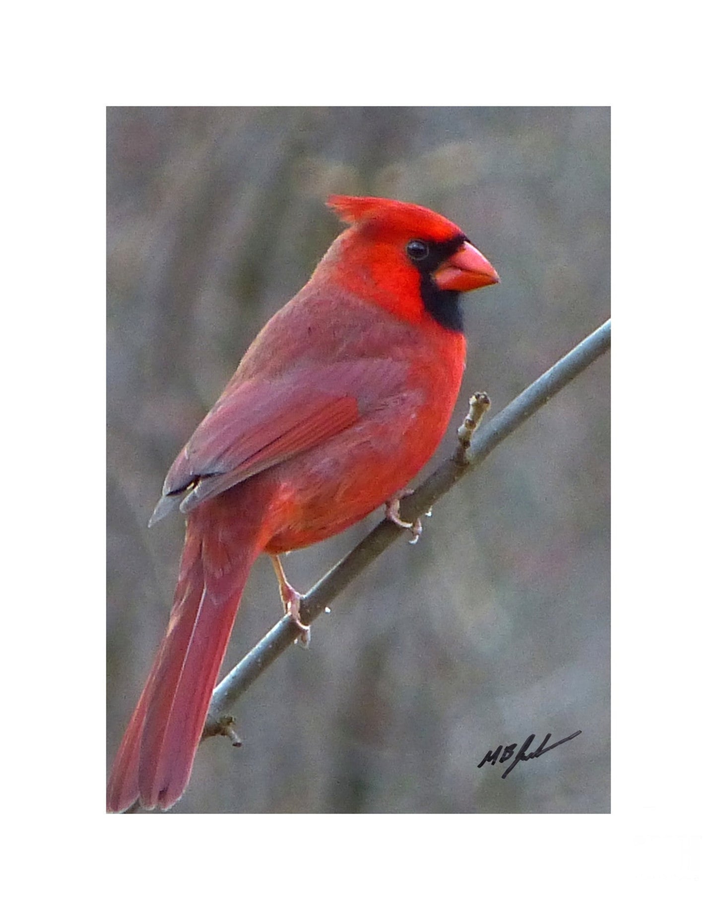 Northern Cardinal (male) Right facing photo