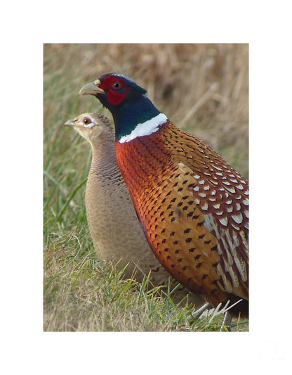 Ring-necked Pheasant Pair