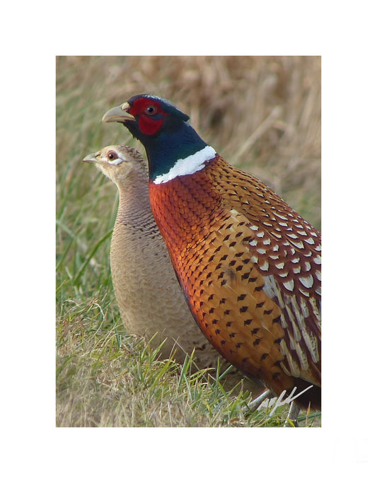 Ring-necked Pheasant Pair