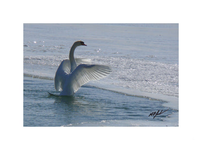 Mute Swan Displaying Photograph photo
