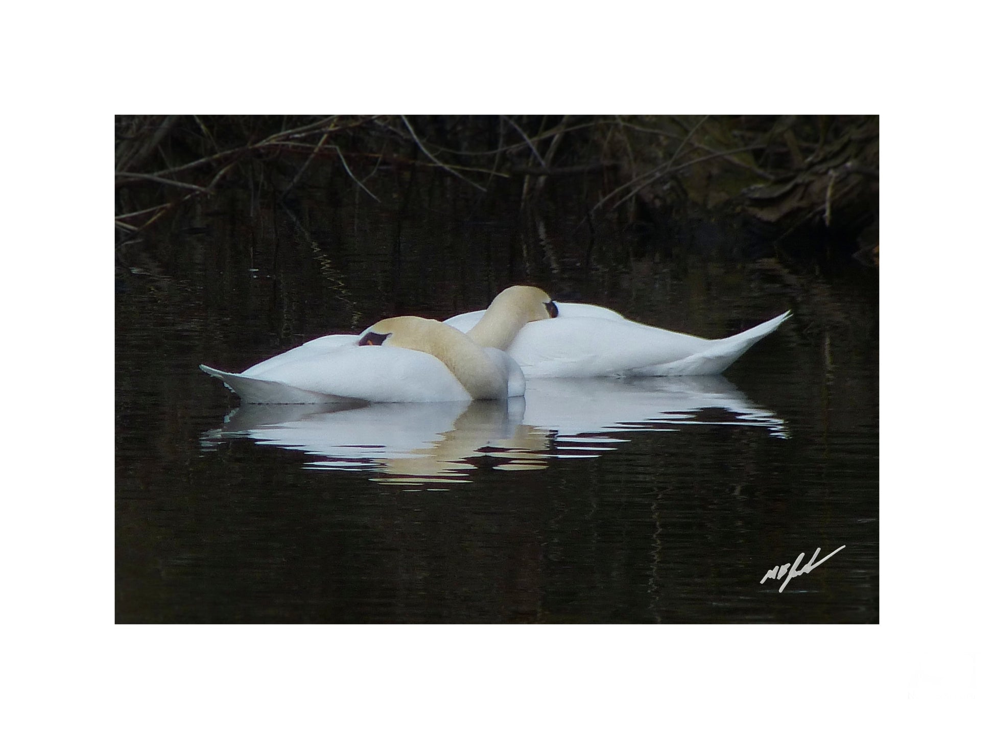 Swans Sleeping