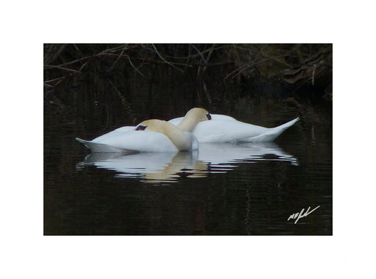Swans Sleeping