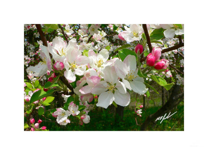 Apple Blossoms