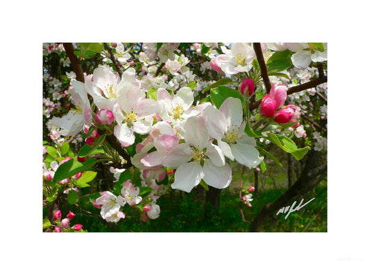 Apple Blossoms
