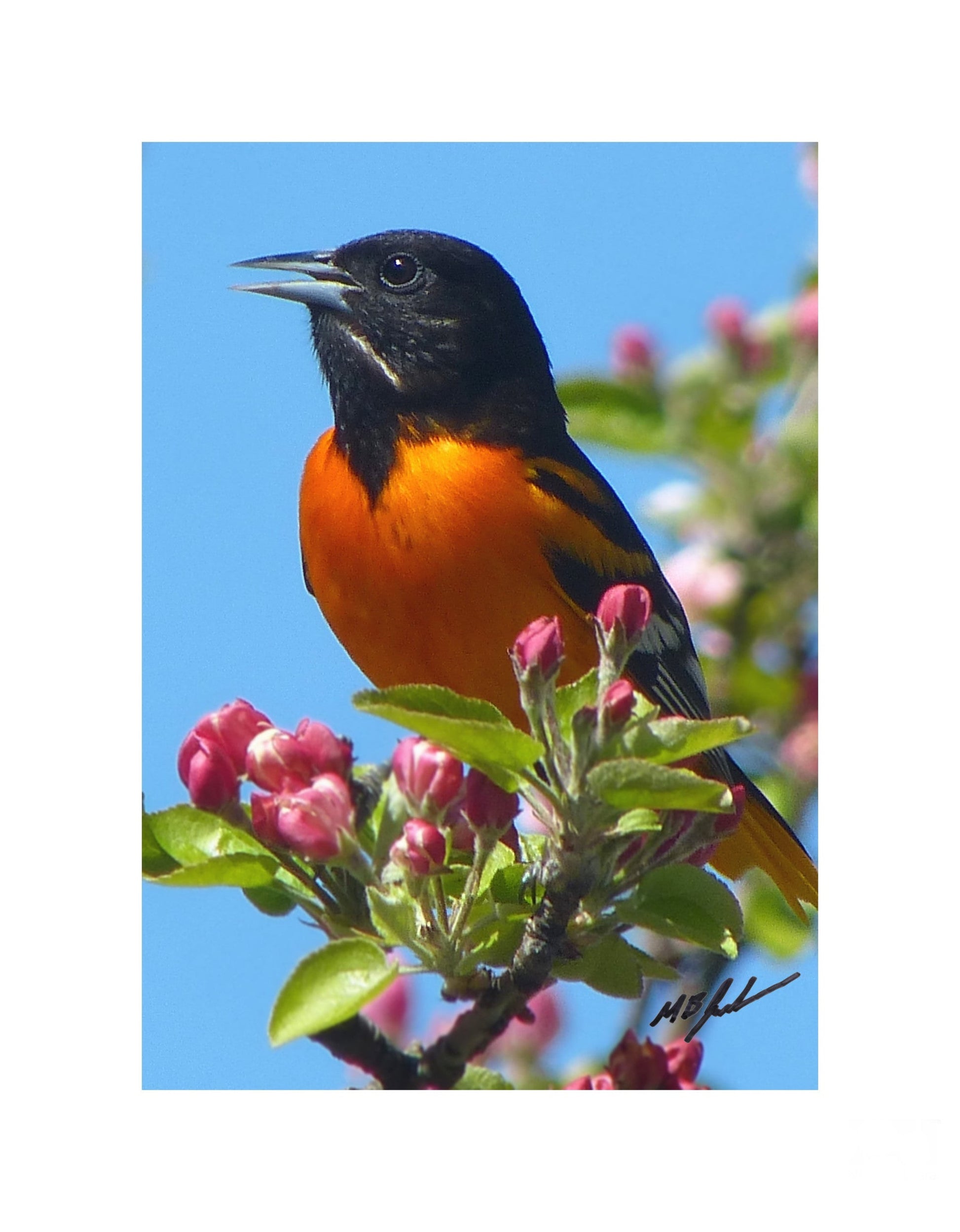 Northern Oriole (Male) photo