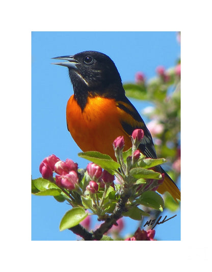 Northern Oriole (Male) photo