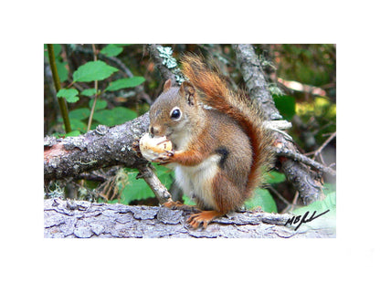 Hungry Red Squirrel photo