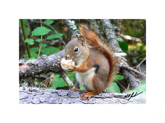 Hungry Red Squirrel photo