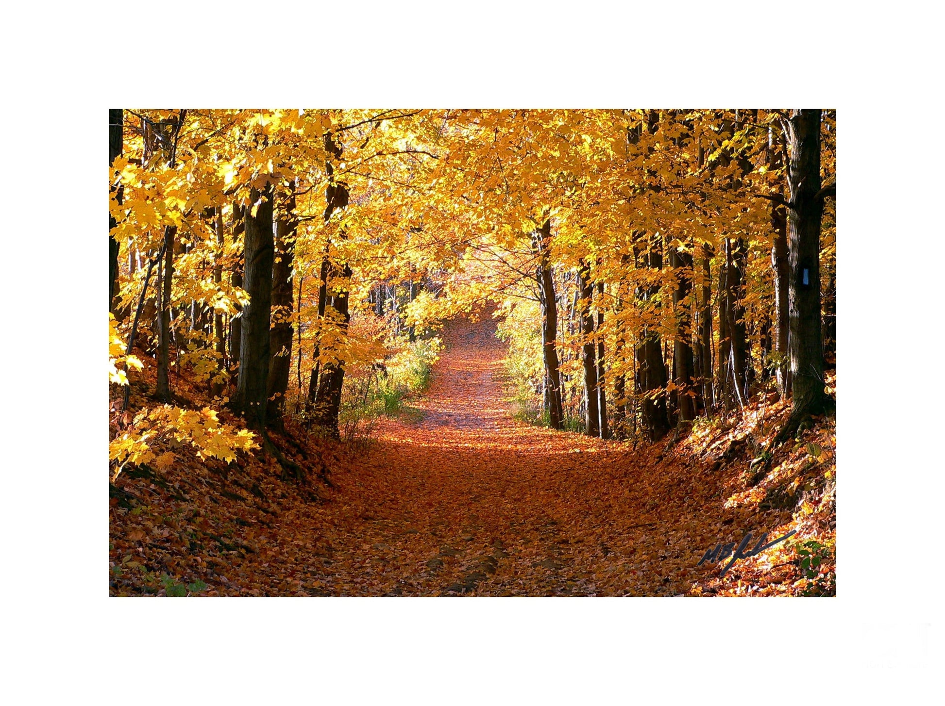 Autumn Morning (pathway)