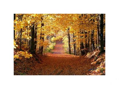 Autumn Morning (pathway)
