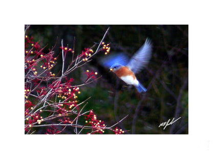 Bluebird Feeding Photo