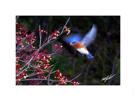 Bluebird Feeding Photo