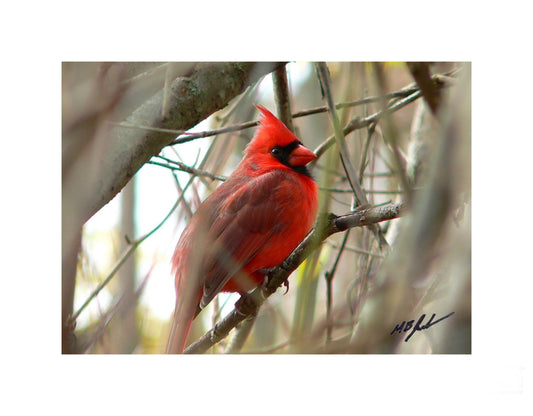 Wellandvale Cardinal Photo