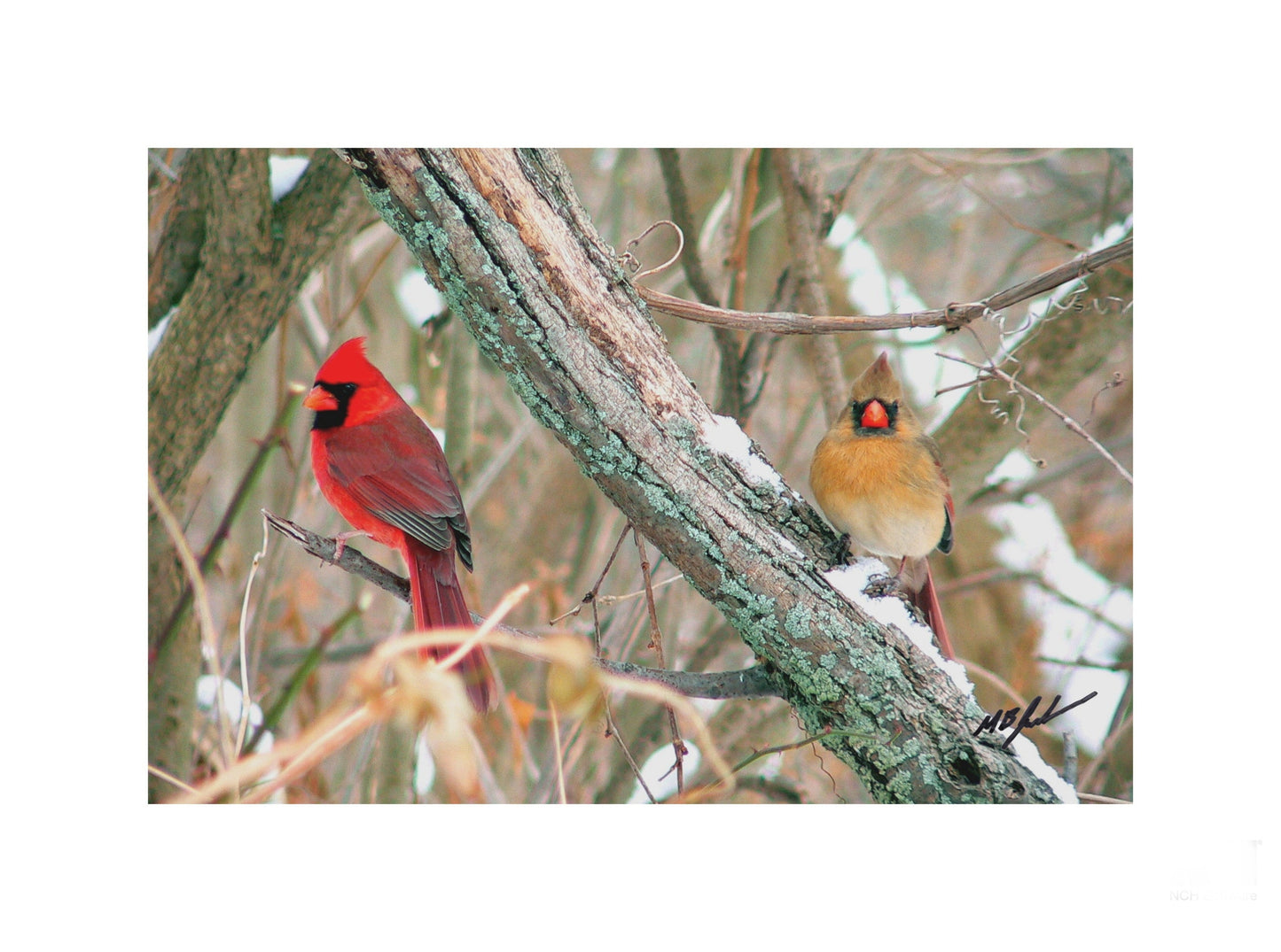 Cardinal Pair Photo