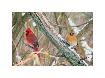 Cardinal Pair Photo