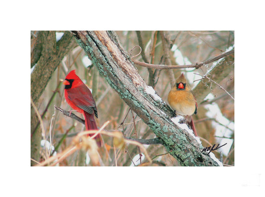 Cardinal Pair Photo