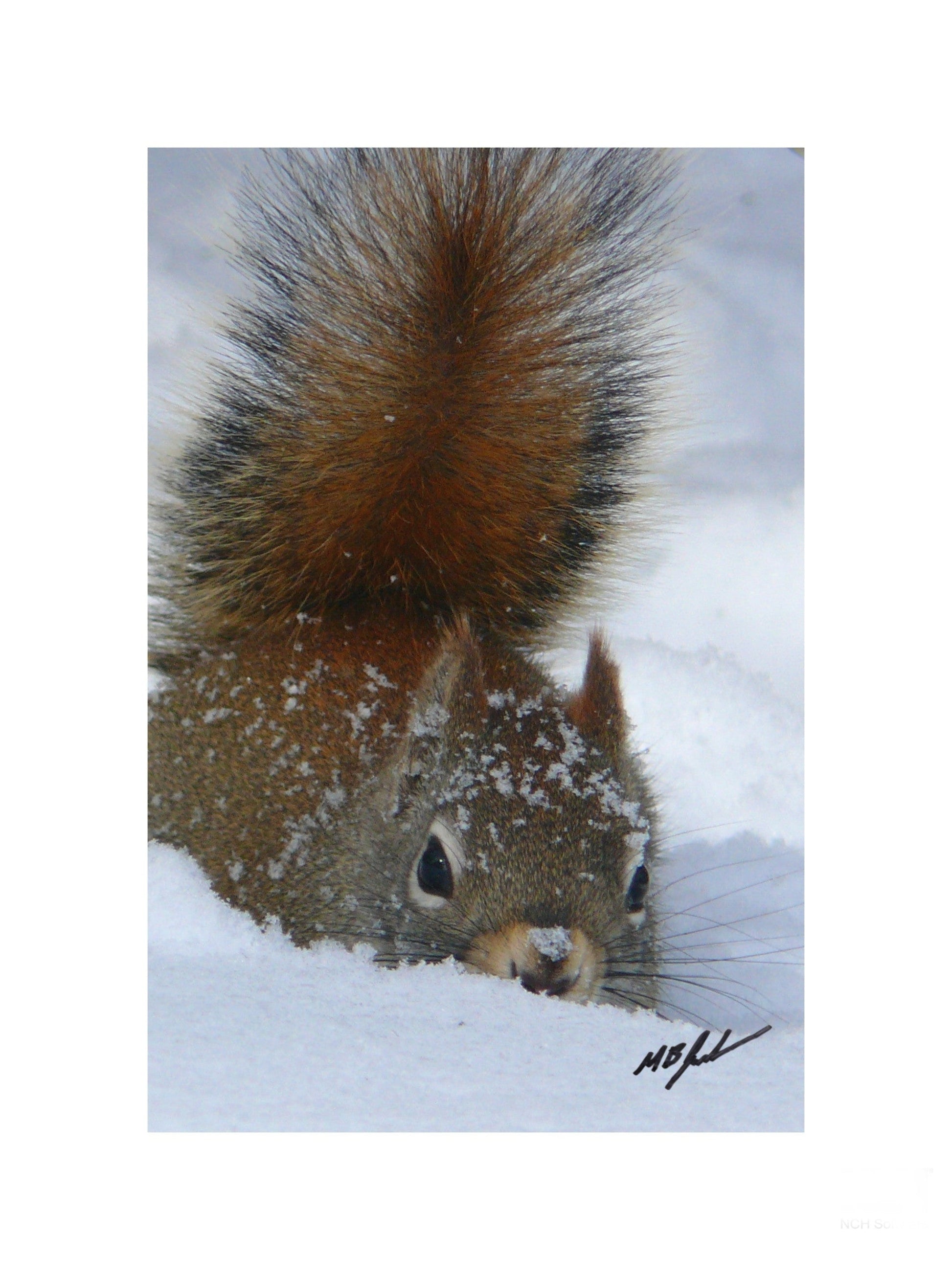 Snow-bound Red Squirrel Photo
