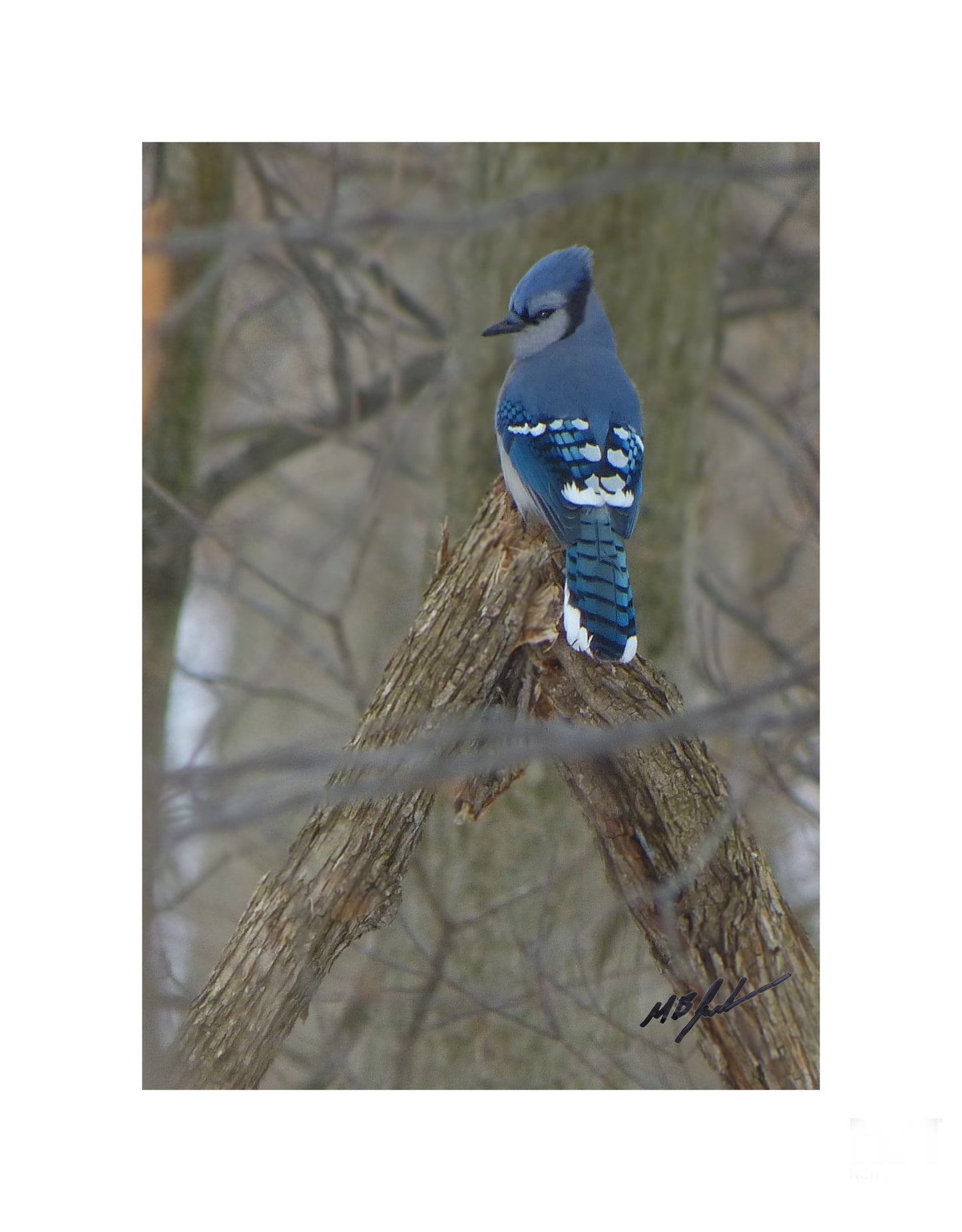 Forest Blue Jay