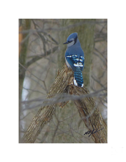 Forest Blue Jay
