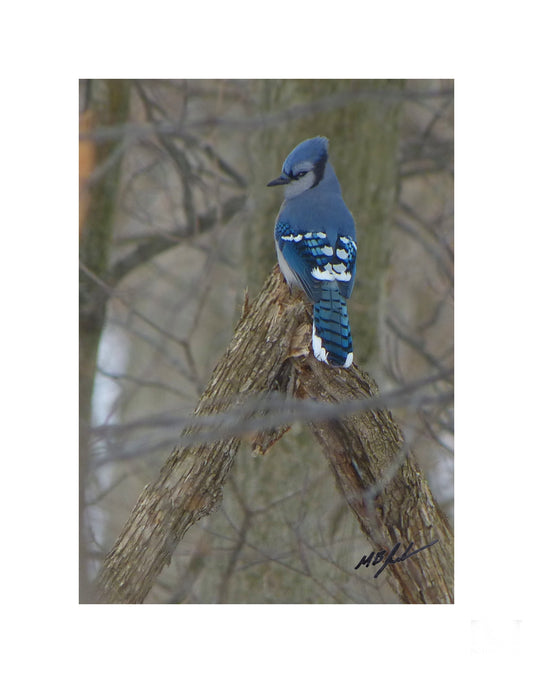 Forest Blue Jay