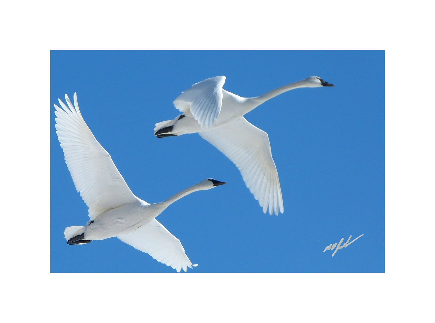Trumpeter Swans
