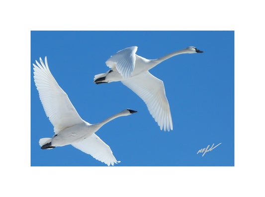 Trumpeter Swans
